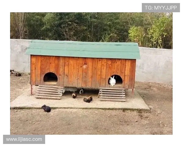 兔子与足球明星的奇妙联系揭示了运动与文化的深厚渊源